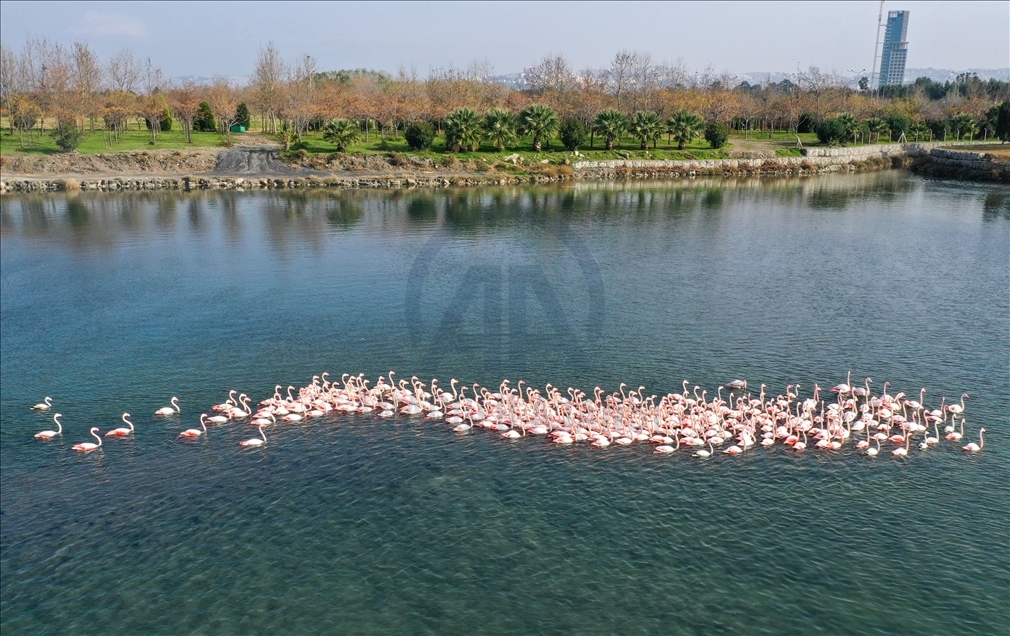 İzmir'de flamingolar körfezi şenlendiriyor