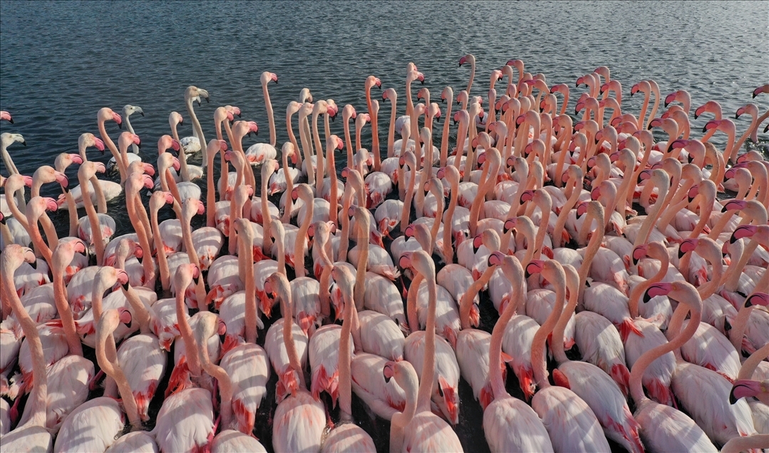 Flamingos of Cakalburnu Lagoon in Turkey's Izmir
