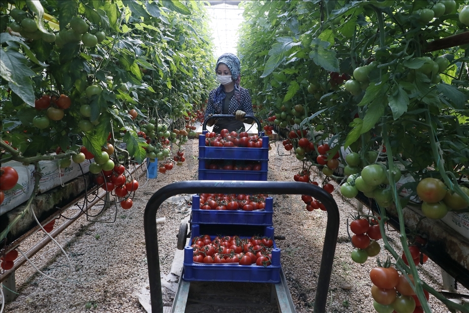 تركيا.. صادرات الطماطم ترتفع 3 بالمئة خلال 2020