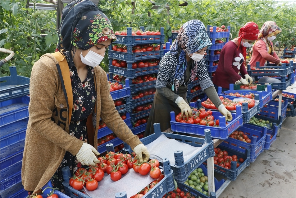 تركيا.. صادرات الطماطم ترتفع 3 بالمئة خلال 2020