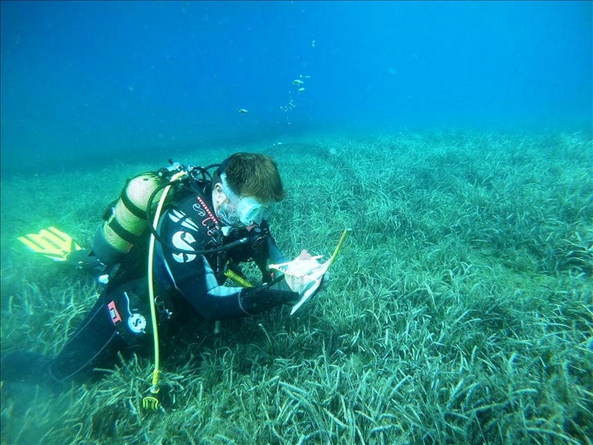 UN-funded project launched to protect seagrass in western Turkey