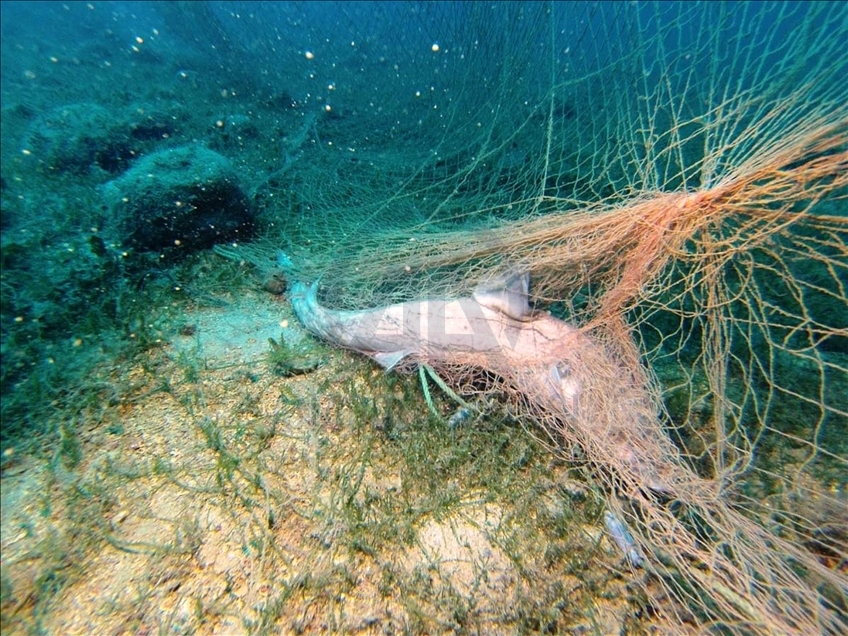 UN-funded project launched to protect seagrass in western Turkey