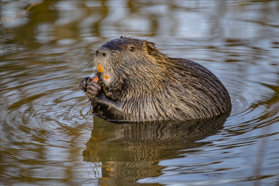 Coypus in Turkey's Edirne
