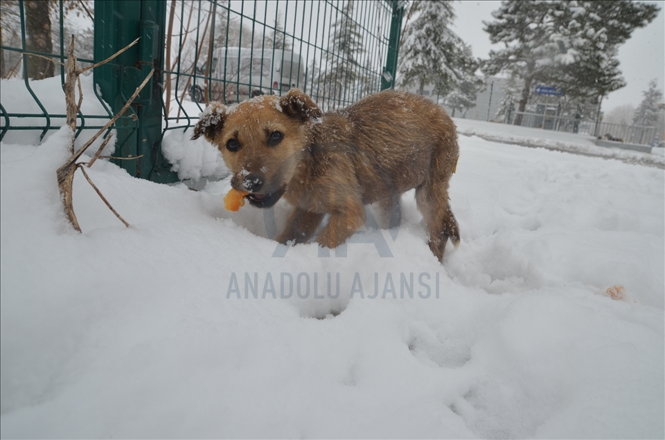 Kütahya'da hayvanseverler karda yiyecek bulmakta güçlük çeken sokak köpeklerini besledi