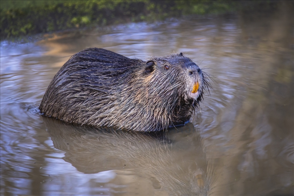 Coypus in Turkey's Edirne