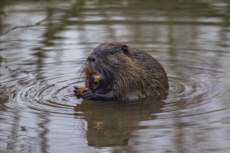 Coypus in Turkey's Edirne