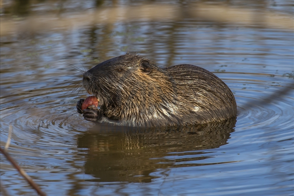 Coypus in Turkey's Edirne