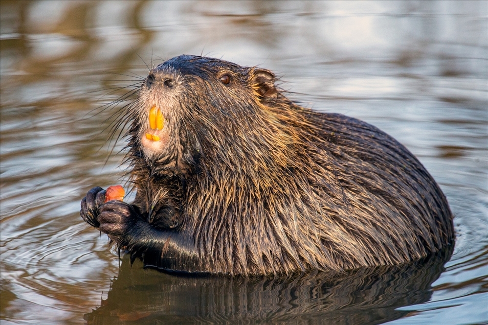 Coypus in Turkey's Edirne