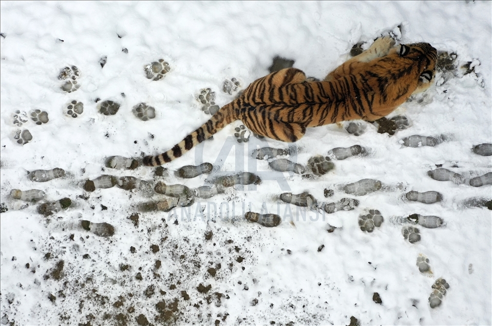 Bursa Hayvanat Bahçesi sakinlerinin karda beslenme keyfi