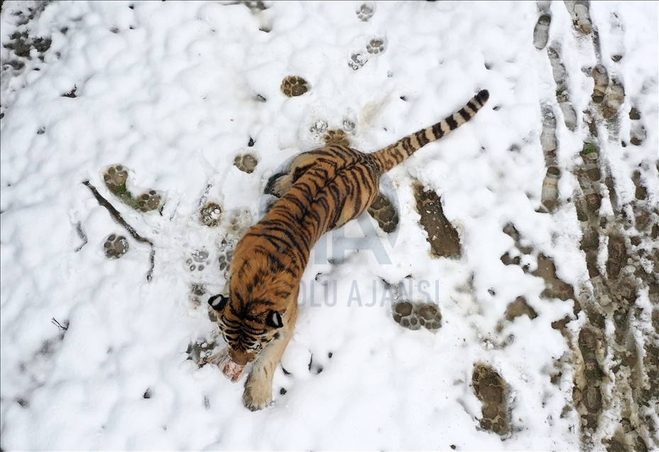 Winter at Bursa Metropolitan Municipality Zoo