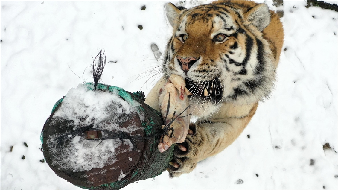 Bursa Hayvanat Bahçesi sakinlerinin karda beslenme keyfi