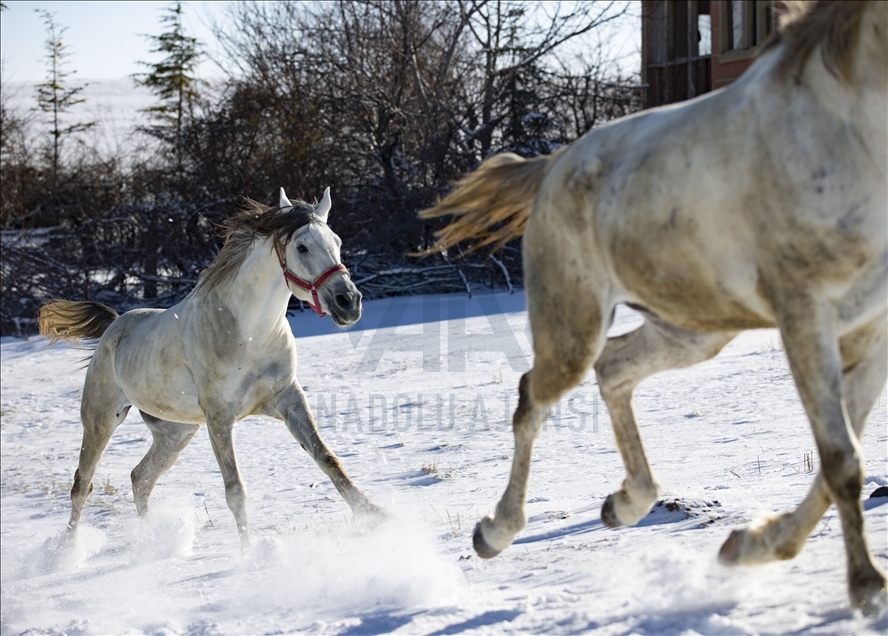 Snowfall in Ankara