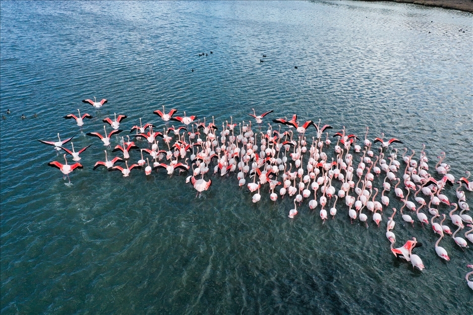 Flamingos on Gediz River Delta