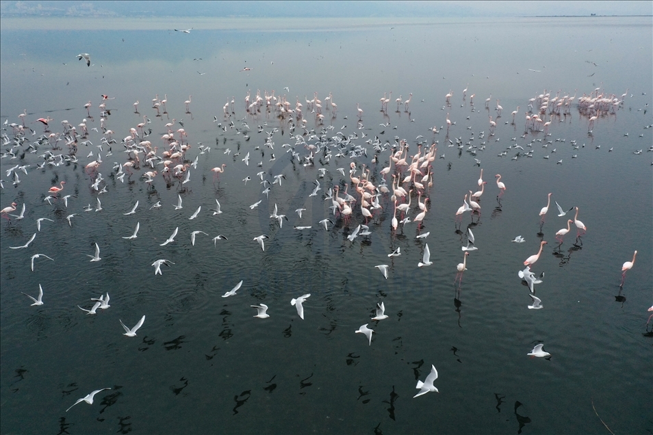 Turquie : Les oiseaux du « Delta de Gediz » sont recensés