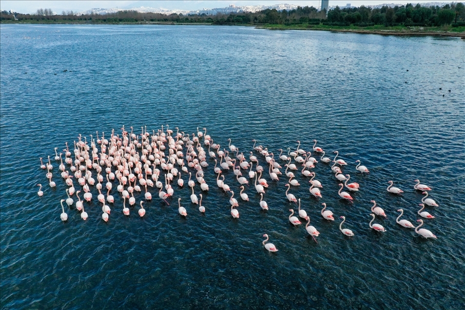 Turquie : Les oiseaux du « Delta de Gediz » sont recensés