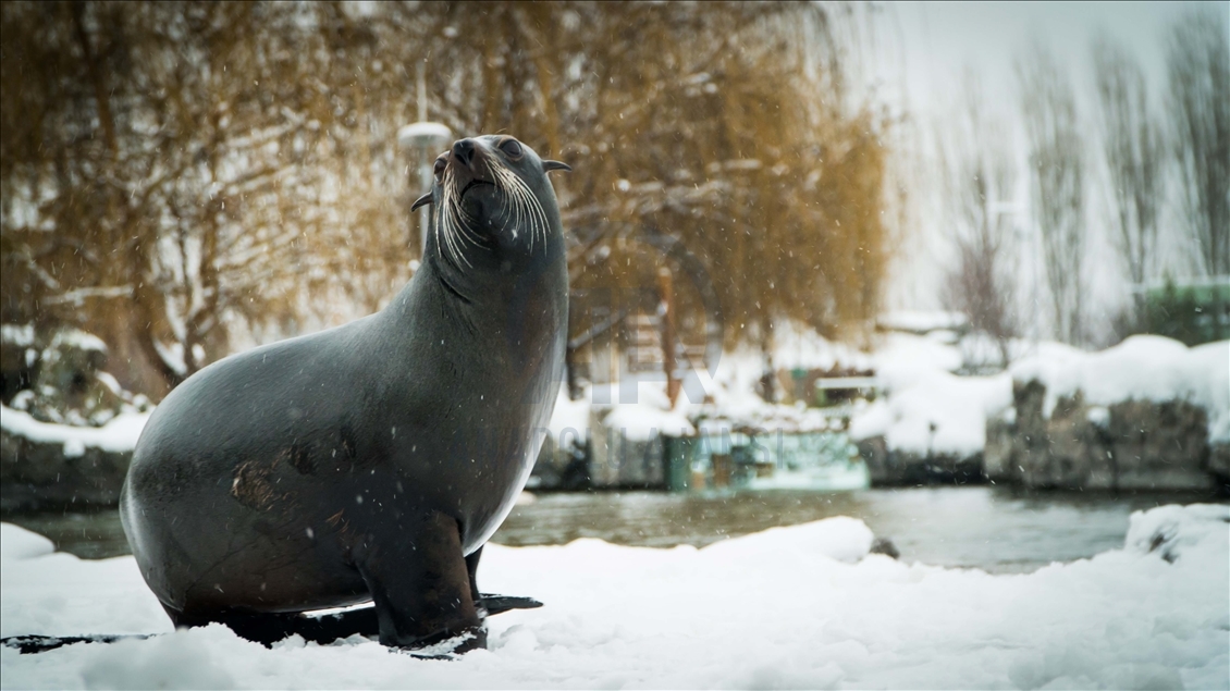 Eskişehir Hayvanat Bahçesi'nin ev sahipleri karın keyfini çıkarıyor