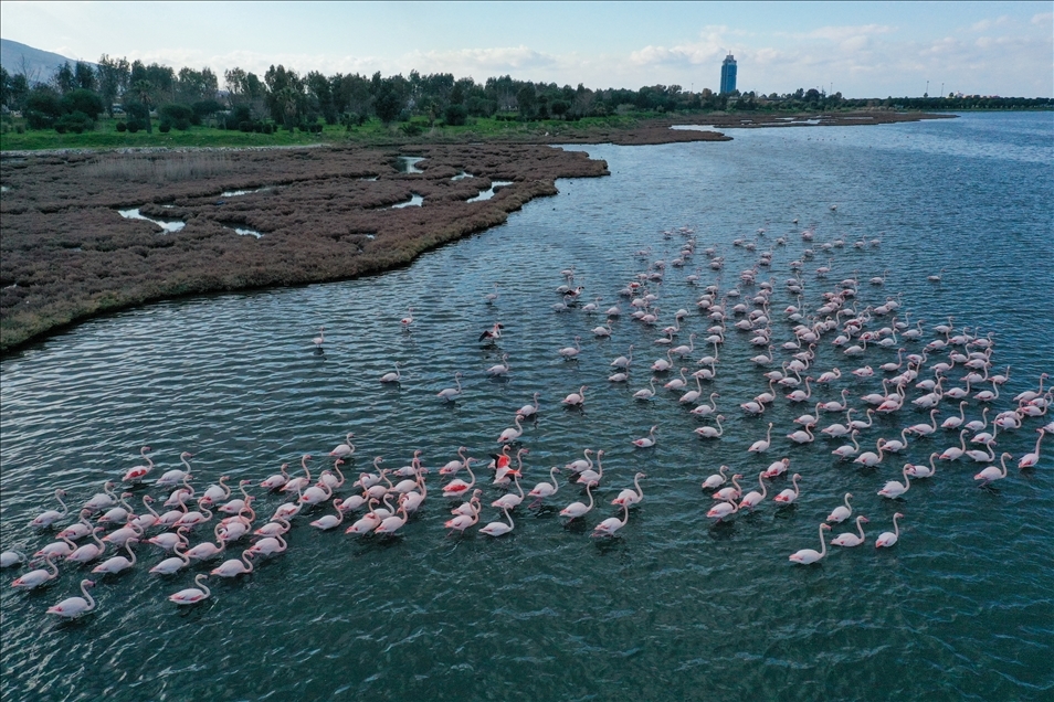 Turquie : Les oiseaux du « Delta de Gediz » sont recensés