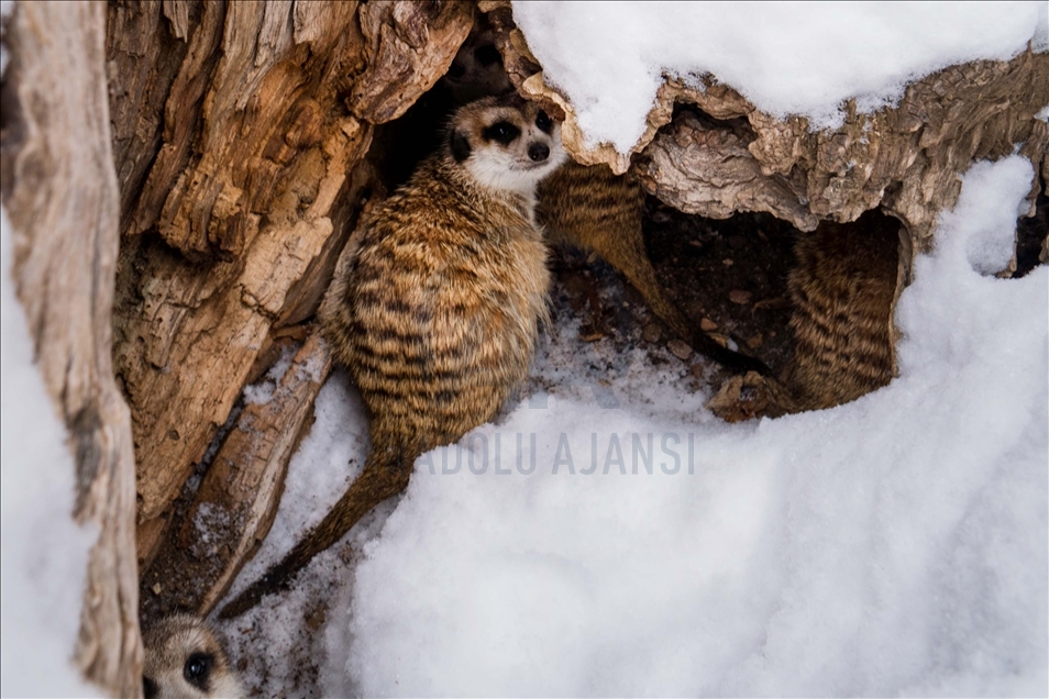 Eskişehir Hayvanat Bahçesi'nin ev sahipleri karın keyfini çıkarıyor