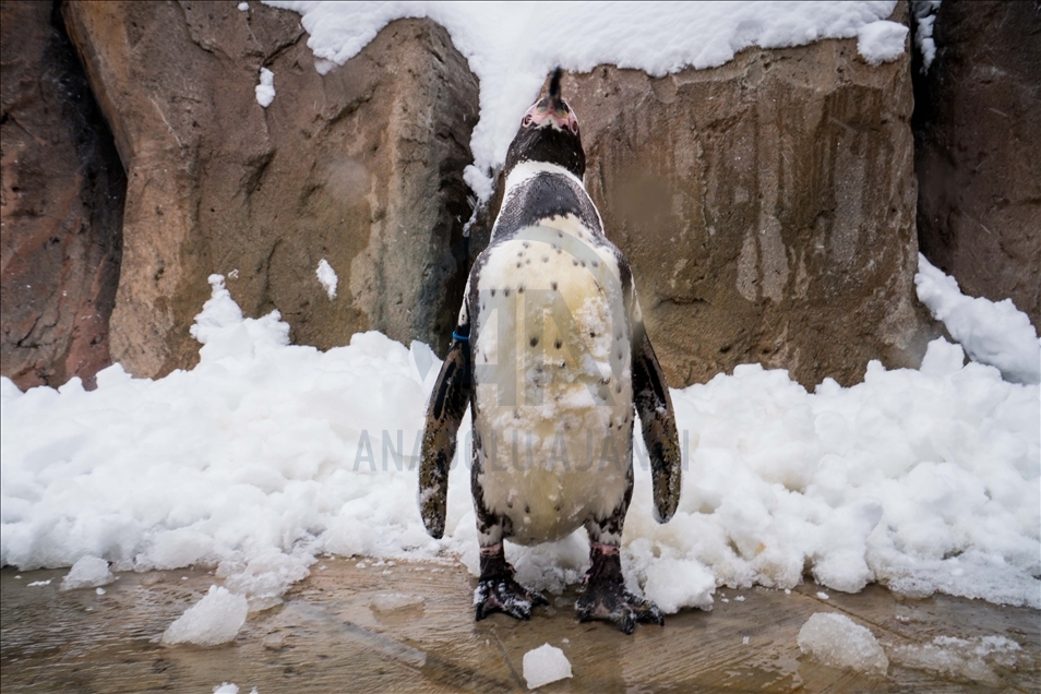 Eskişehir Hayvanat Bahçesi'nin ev sahipleri karın keyfini çıkarıyor -  Anadolu Ajansı