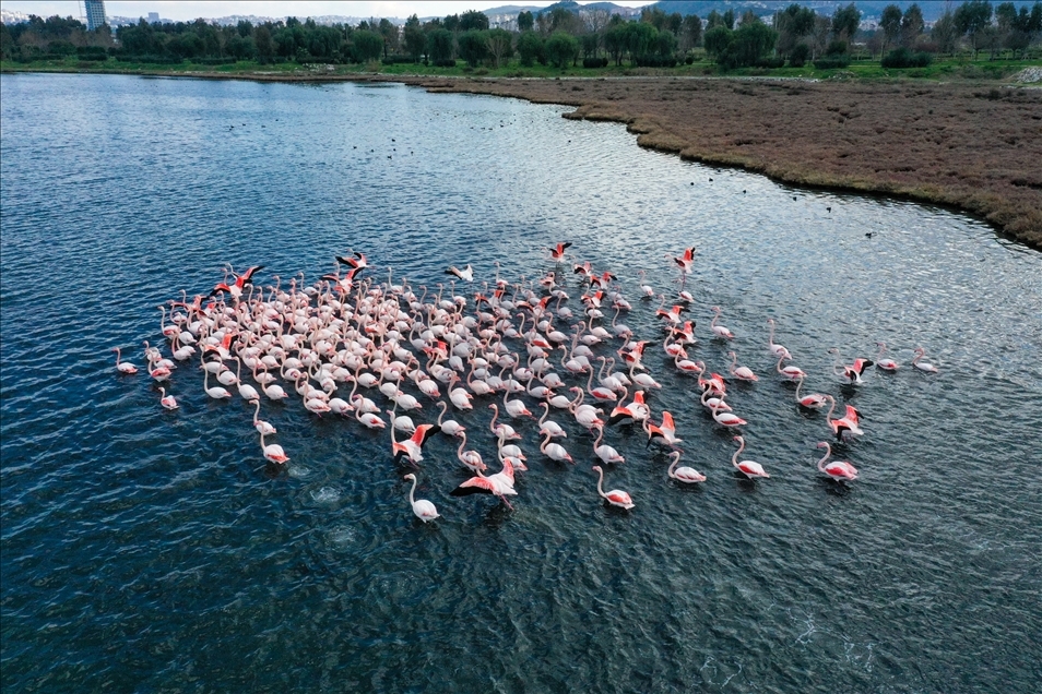 Turquie : Les oiseaux du « Delta de Gediz » sont recensés