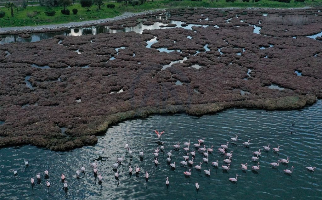 Flamingos on Gediz River Delta