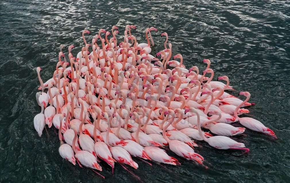Turquie : Les oiseaux du « Delta de Gediz » sont recensés