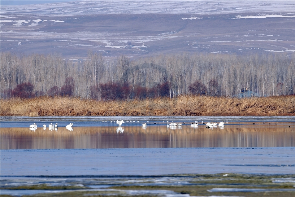 Qubeqazên weqoke yên ku ji Sîbîryayê tên li ser Gola Wanê datînin