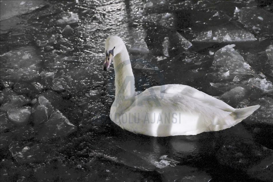Pond at Kugulu Park freezes during winter in Ankara