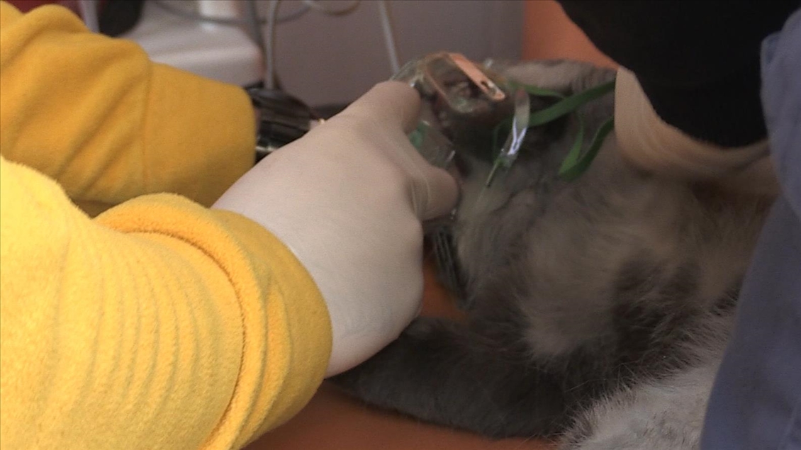 Bolu'da dumandan etkilenen kedi kalp masajıyla hayata döndürüldü