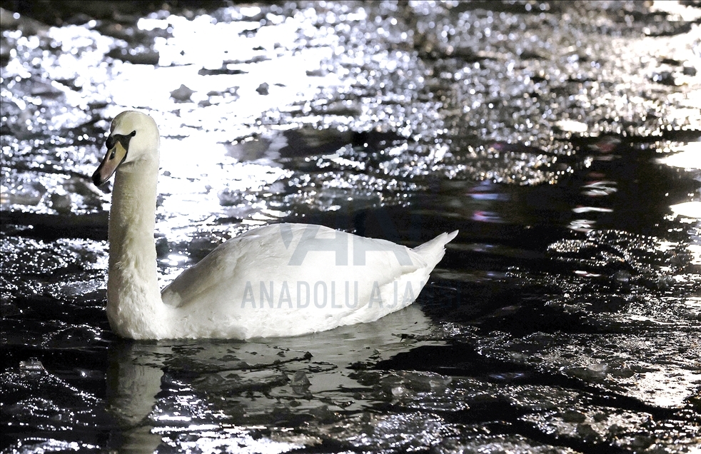 Pond at Kugulu Park freezes during winter in Ankara