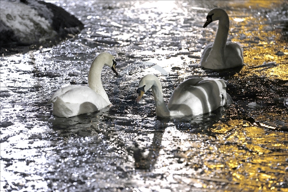 Pond at Kugulu Park freezes during winter in Ankara