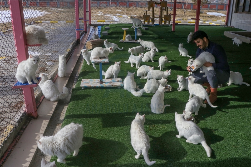 Van cats adopted with "international health certificate" in Turkey