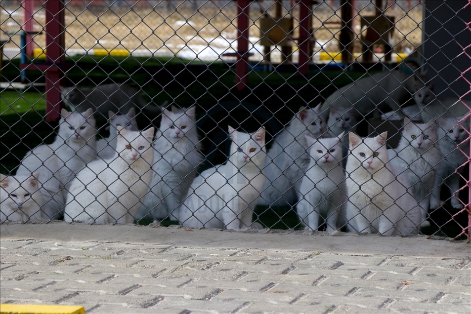 Van cats adopted with "international health certificate" in Turkey