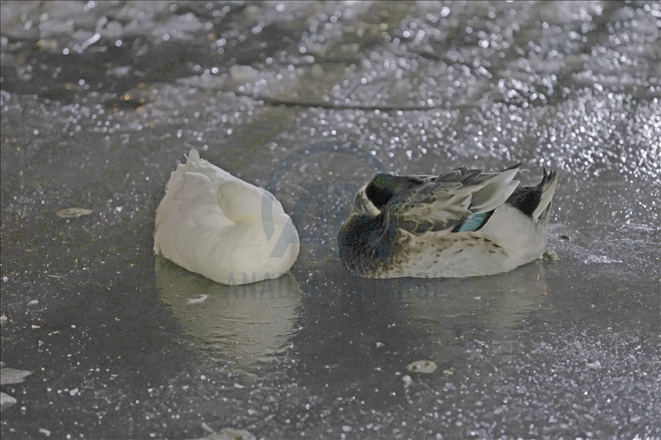 Pond at Kugulu Park freezes during winter in Ankara