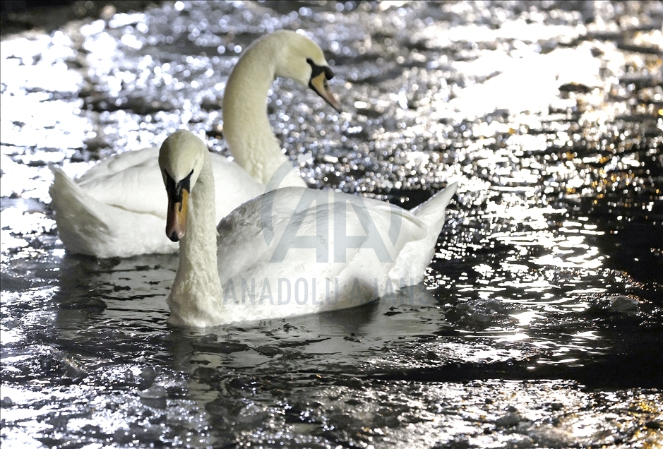 Pond at Kugulu Park freezes during winter in Ankara