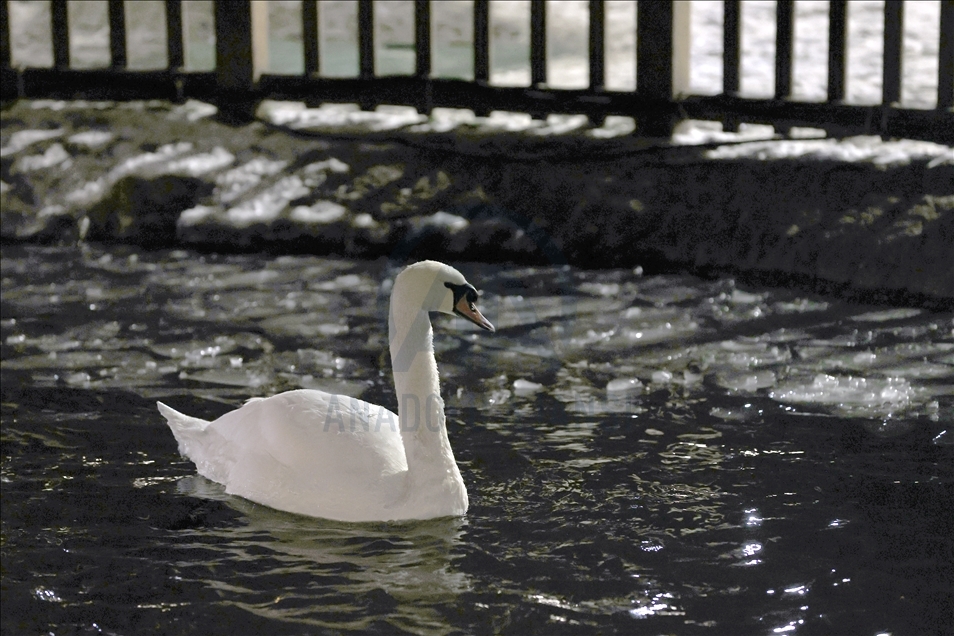 Pond at Kugulu Park freezes during winter in Ankara