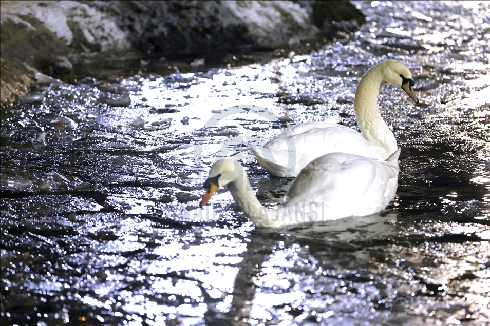 Pond at Kugulu Park freezes during winter in Ankara