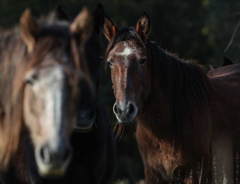Turqi, kuajt e egër në Deltën Gediz pjesë e diversitetit biologjik