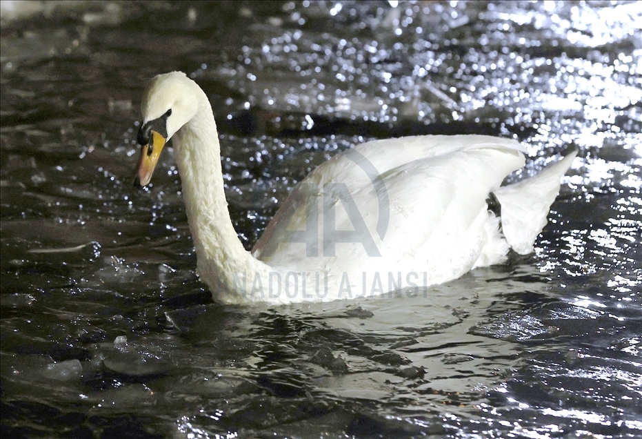 Pond at Kugulu Park freezes during winter in Ankara