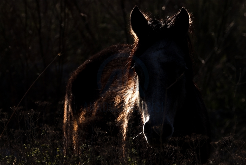 Turqi, kuajt e egër në Deltën Gediz pjesë e diversitetit biologjik