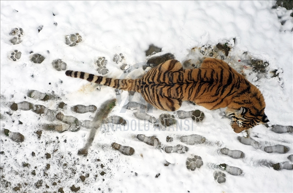 أشبه بفيلم وثائقي.. إطعام حيوانات حديقة بورصة التركية