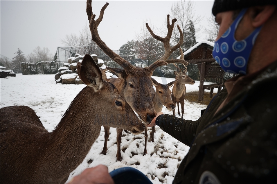 أشبه بفيلم وثائقي.. إطعام حيوانات حديقة بورصة التركية