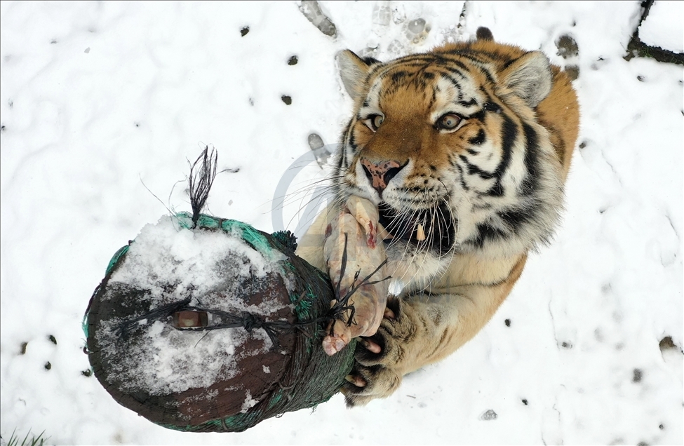 أشبه بفيلم وثائقي.. إطعام حيوانات حديقة بورصة التركية