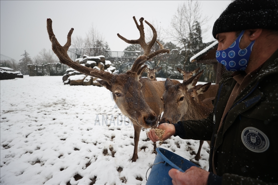 أشبه بفيلم وثائقي.. إطعام حيوانات حديقة بورصة التركية