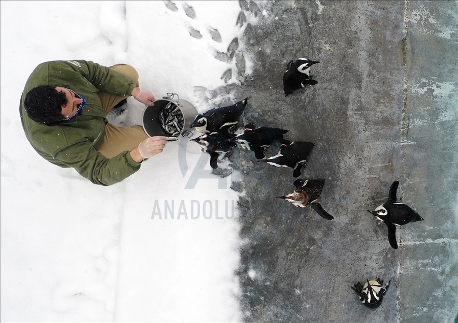 أشبه بفيلم وثائقي.. إطعام حيوانات حديقة بورصة التركية