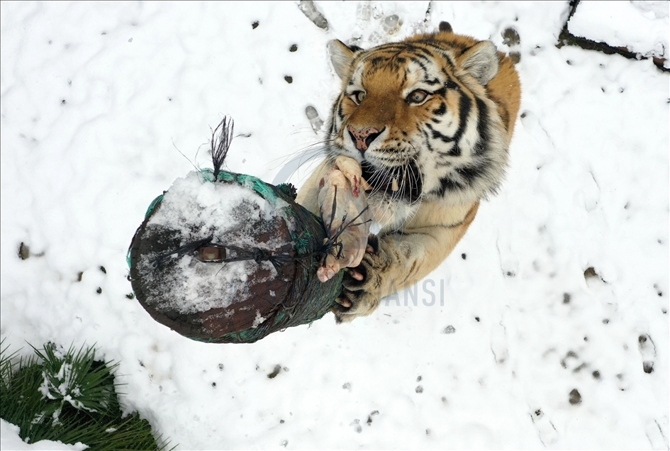 أشبه بفيلم وثائقي.. إطعام حيوانات حديقة بورصة التركية