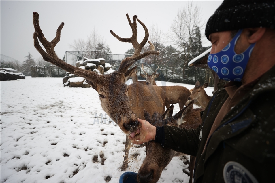 أشبه بفيلم وثائقي.. إطعام حيوانات حديقة بورصة التركية