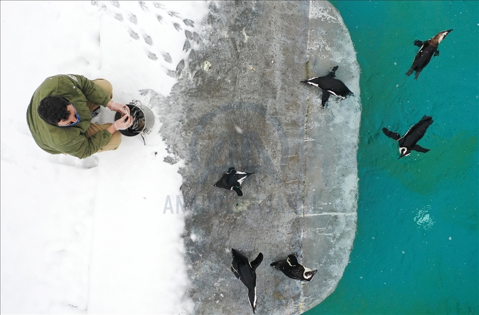 أشبه بفيلم وثائقي.. إطعام حيوانات حديقة بورصة التركية