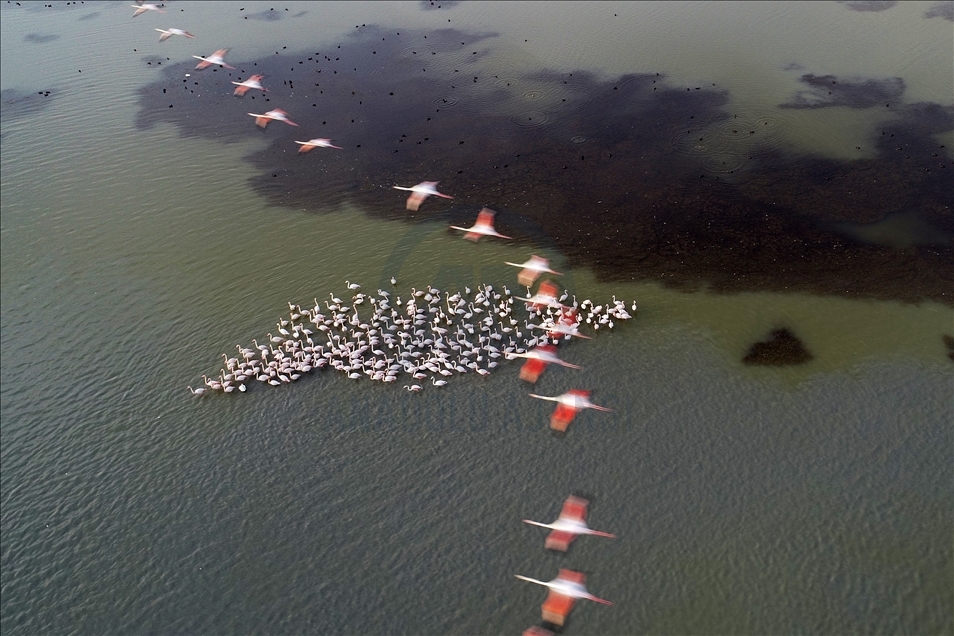 Turquie : les flamants roses colorient le delta de Cukurova