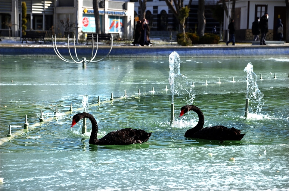 Konya’da kuğular buz tutan havuzda güzel görüntüler oluşturdu